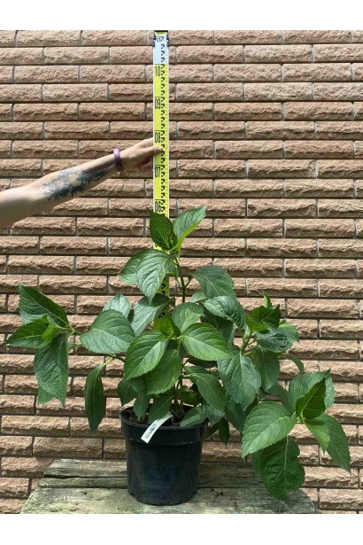 Гортензія широколиста Маріесіі Перфекта / Блю Вейв - 5л/вис.50-60см/Ø50-60см